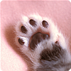 �����i�~�j�ʐ^�W�u�L�̓����W�v 